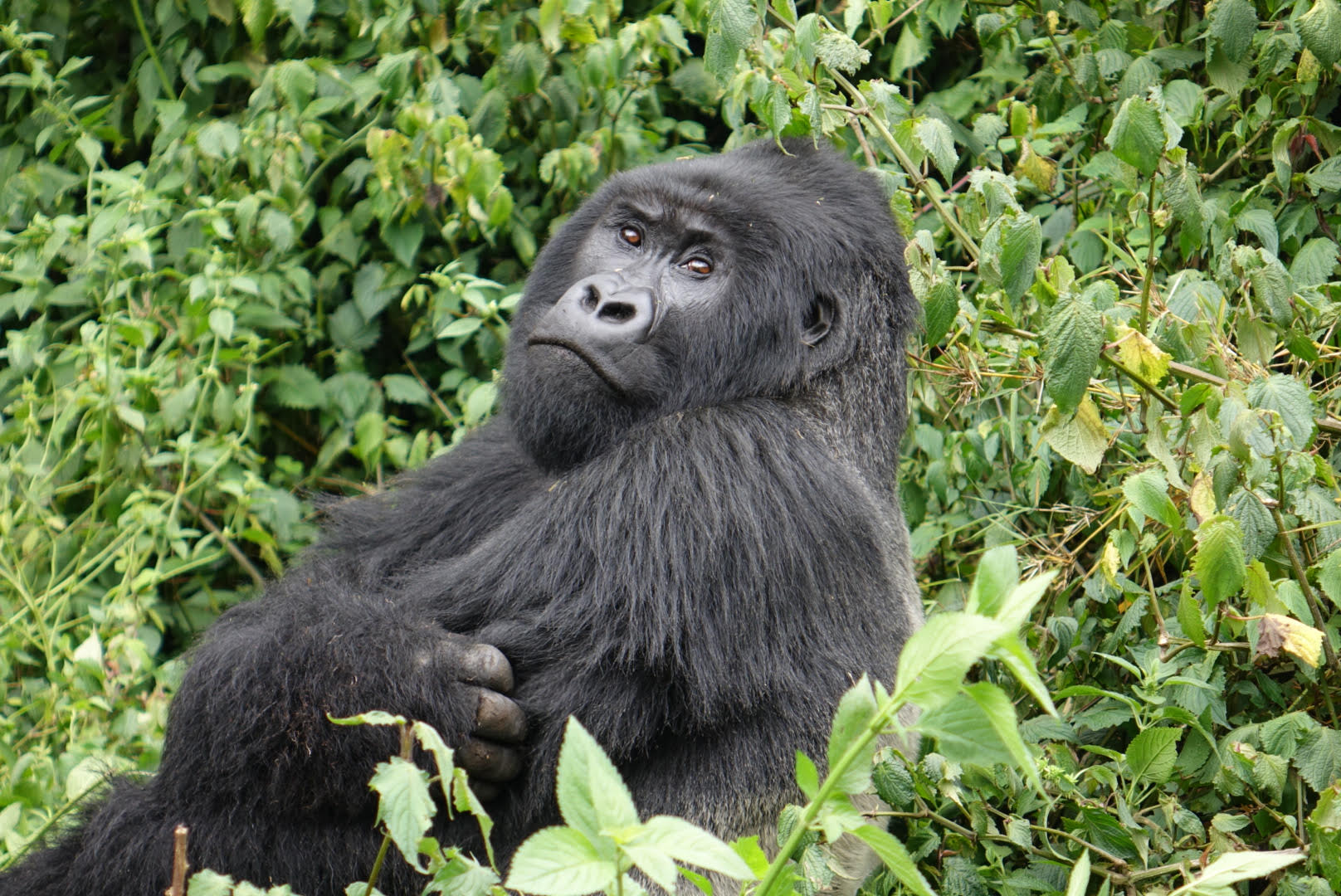 Day 2 of gorilla trekking – Sabyinyo Group – 12/15/15 – Bridgit's ...